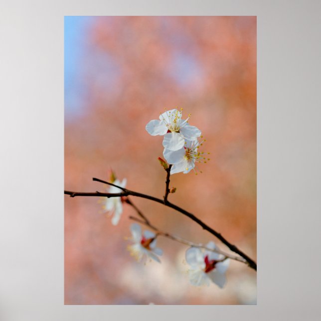 Japanska Apricot-Blommar Poster (Framsidan)