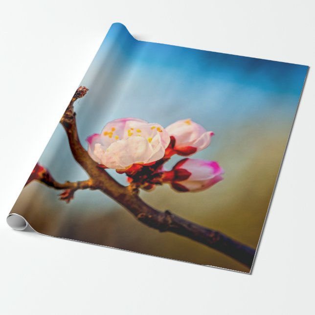 Japanska Apricot Flowers och Blå himmel Presentpapper (Utrullad)