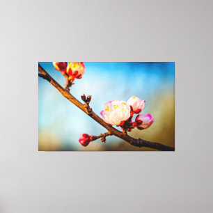 Japanska Apricot Flowers och Blue Clear Himlar Canvastryck
