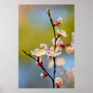 Japanska Apricot Flowers Poster