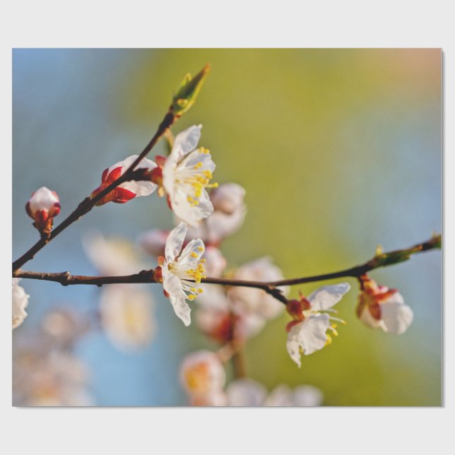 Japanska Apricot Flowers Presentpapper (Platt)