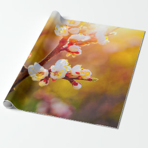Japanska aprikosblommor vid Orange Sunset Presentpapper