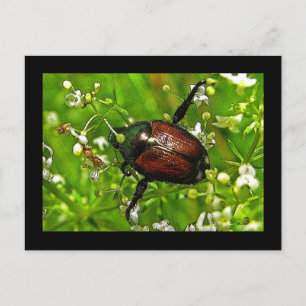 Japanska Beetle Insekt Postcard Vykort