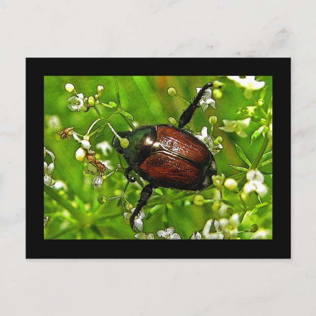 Japanska Beetle Insekt Postcard Vykort (Framsida)