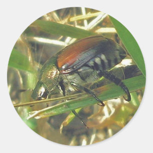 Japanska Beetle Stickers Runt Klistermärke