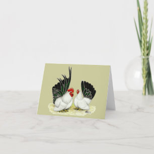 Japanska Blacktail Bantams Kort