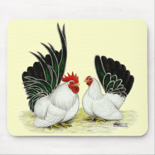 Japanska Blacktail Bantams Musmatta