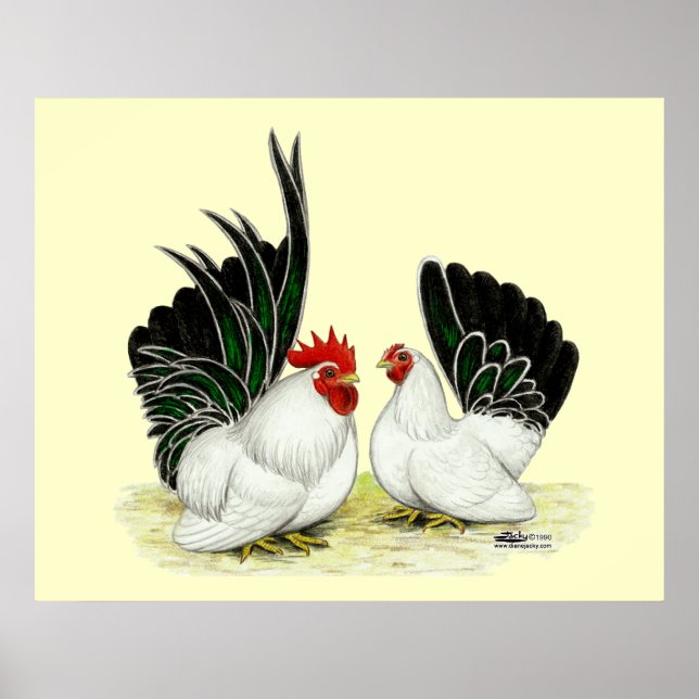 Japanska Blacktail Bantams Poster (Framsidan)