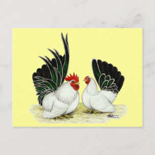 Japanska Blacktail Bantams Vykort