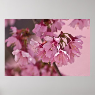 Japanska Blommar för körsbär i Rosa Dimma Poster