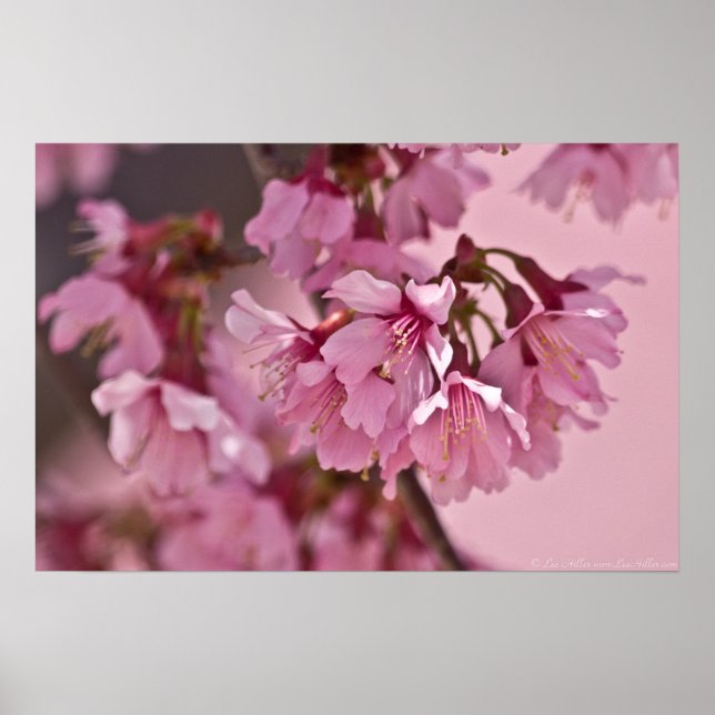 Japanska Blommar för körsbär i Rosa Dimma Poster (Framsidan)