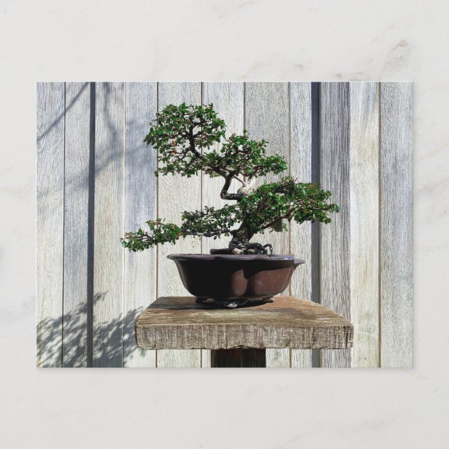 Japanska Bonsai Vykort (Framsida)