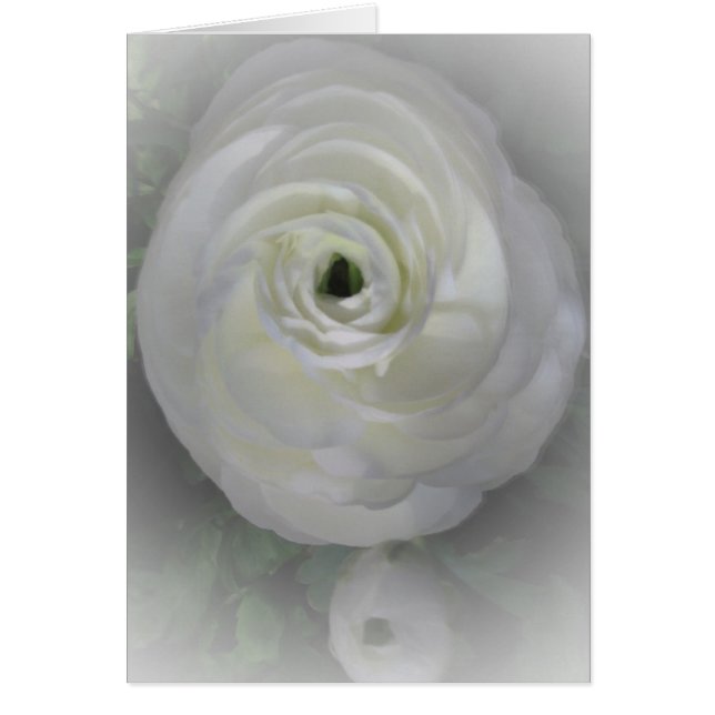 Japanska Camelia Hälsningskort (Framsidan)