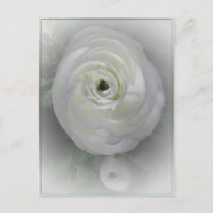 Japanska Camelia Vykort
