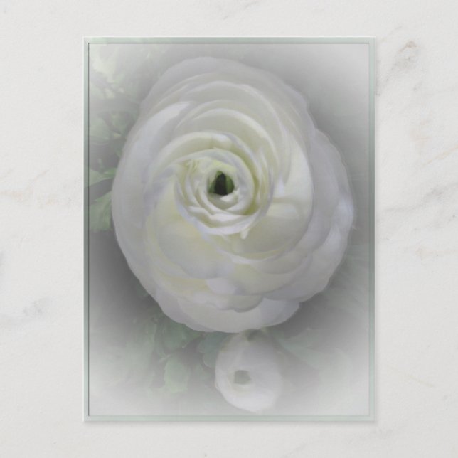 Japanska Camelia Vykort (Framsida)