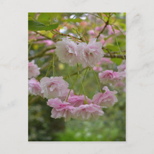 Japanska Cherry Blommar Postcard Vykort