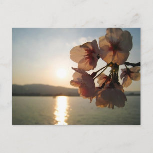 Japanska Cherry-Blommar Vykort
