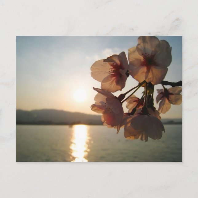 Japanska Cherry-Blommar Vykort (Framsida)