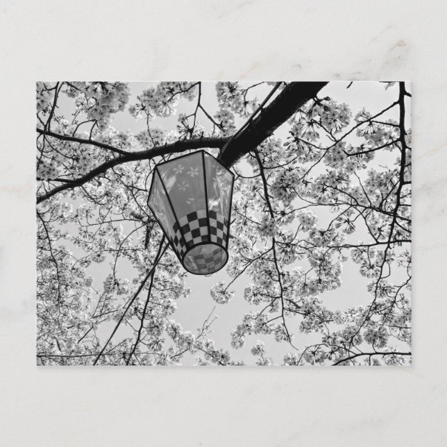 Japanska Cherry-Blommarna och Lantern Vykort (Framsida)