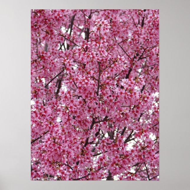 Japanska Cherry Blommars Wall Poster (Framsidan)