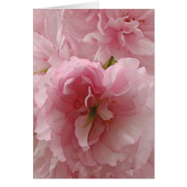 Japanska Cherry OBS Kort (Framsidan)