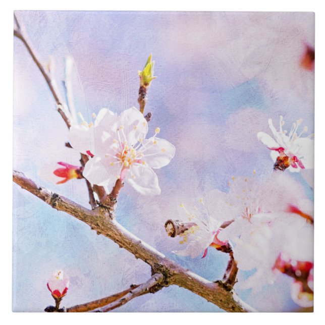 Japanska Cherry - Sakura i Bloom Kakelplatta (Framsidan)