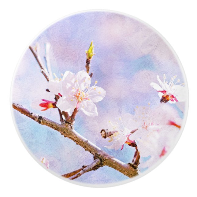 Japanska Cherry - Sakura i Bloom Knopp (Framsidan)