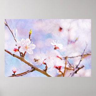 Japanska Cherry - Sakura i Bloom Poster