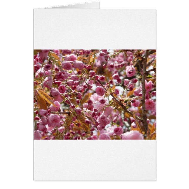 Japanska Cherry Träd Hälsningskort (Framsidan)