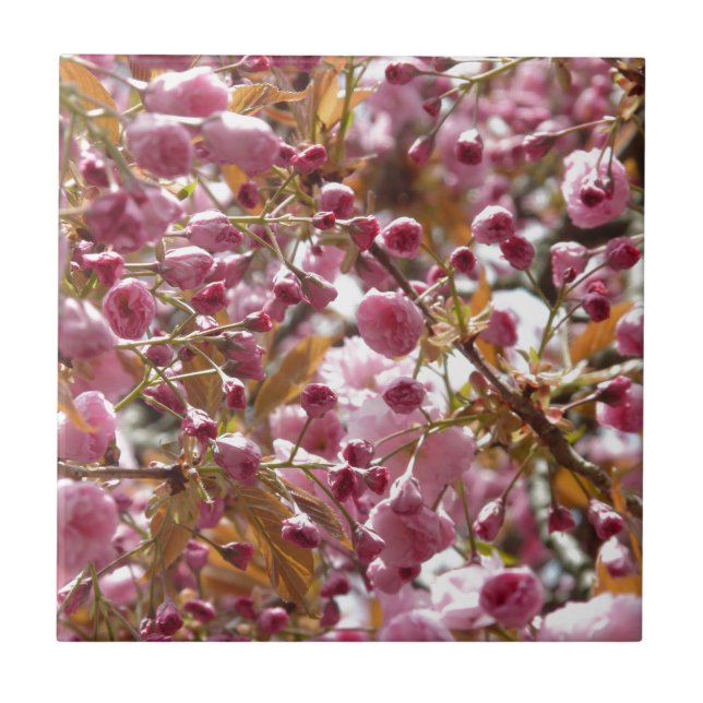 Japanska Cherry Träd Kakelplatta (Framsidan)