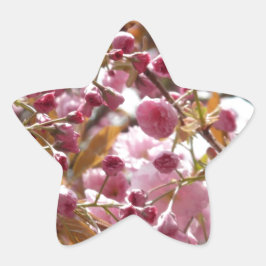 Japanska Cherry Träd Stjärnformat Klistermärke