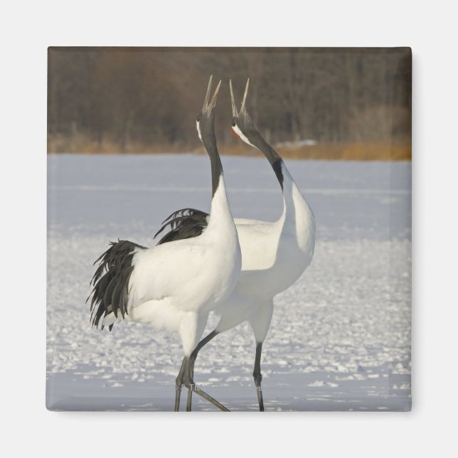 Japanska Cranes dans på snö Magnet (Framsidan)