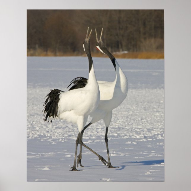 Japanska Cranes dans på snö Poster (Framsidan)