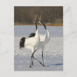 Japanska Cranes dans på snö Vykort