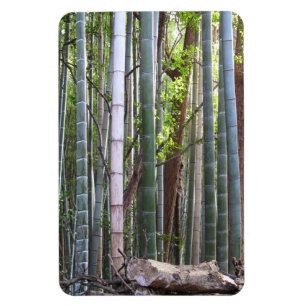 Japanska Giant Bamboo Forest, Sagano, Kyoto, Japan Magnet