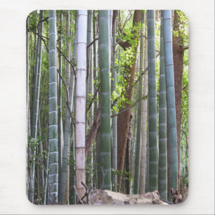 Japanska Giant Bamboo Forest, Sagano, Kyoto, Japan Musmatta
