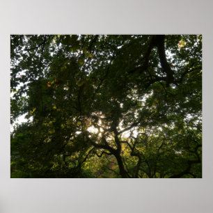 Japanska Grenar IV Poster