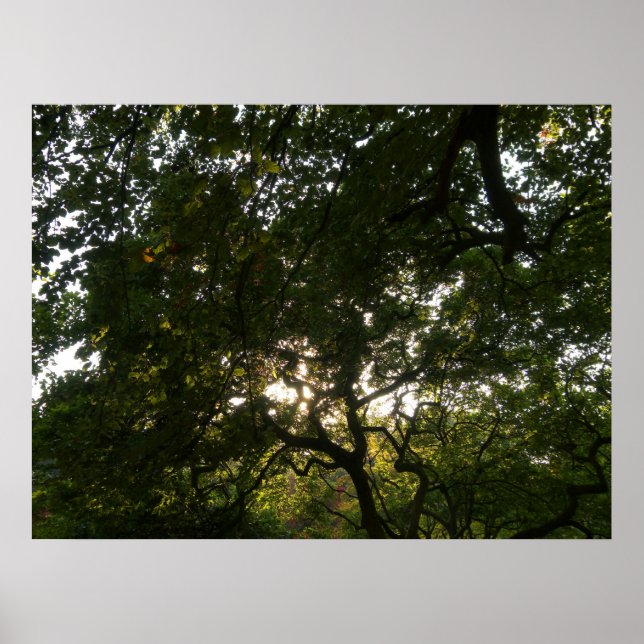 Japanska Grenar IV Poster (Framsidan)