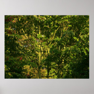 Japanska Grenar V Poster