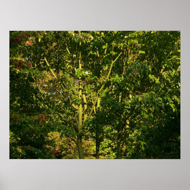 Japanska Grenar V Poster (Framsidan)