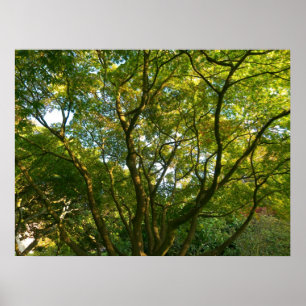 Japanska Grenar VI Poster