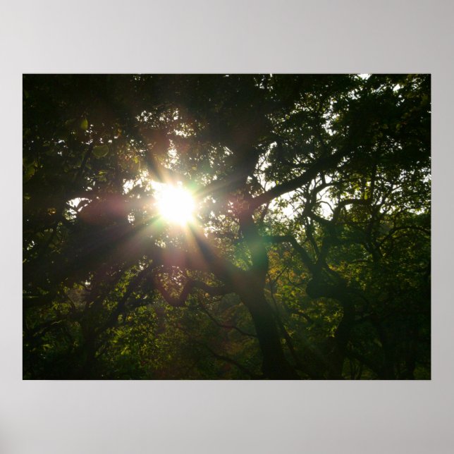 Japanska Grenar VII Poster (Framsidan)