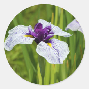 Japanska Iris Ensata Thunb Flowers Runt Klistermärke