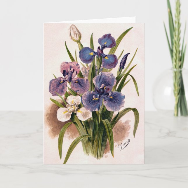 Japanska iriser - Iris Kaempferi - Greeting Card Kort (Framsida)