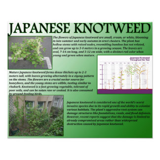 Japanska Knotweed Fototryck