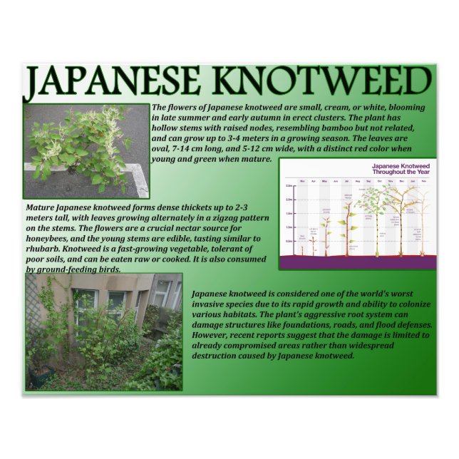 Japanska Knotweed Fototryck (Framsidan)