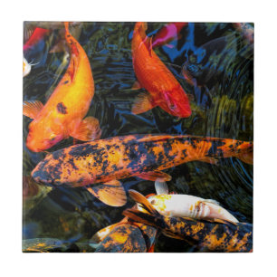 Japanska Koi - Cyprinuscarpio haematopterus Kakelplatta