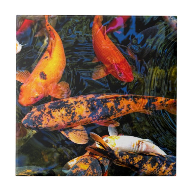 Japanska Koi - Cyprinuscarpio haematopterus Kakelplatta (Framsidan)