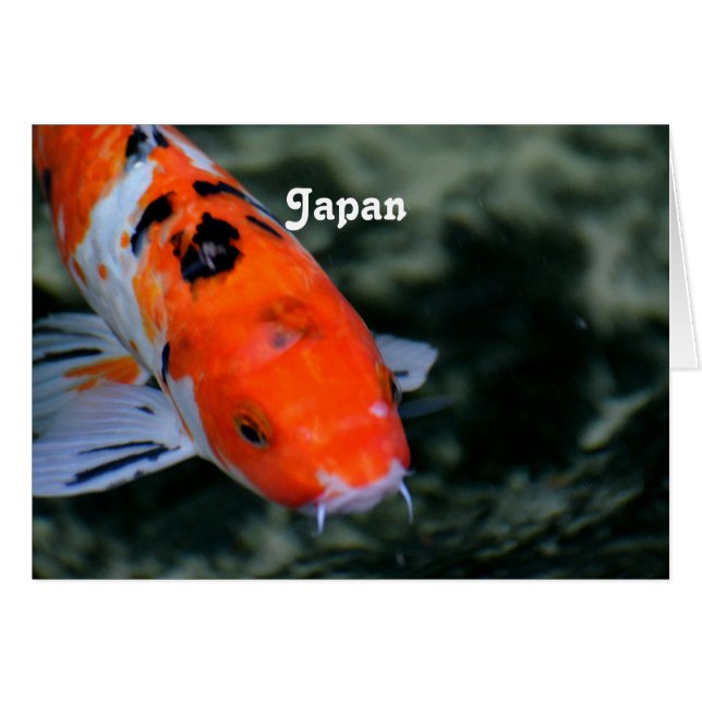 Japanska Koi Hälsningskort (Framsidan Horizontal)