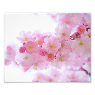 Japanska körsbärblommar fototryck
